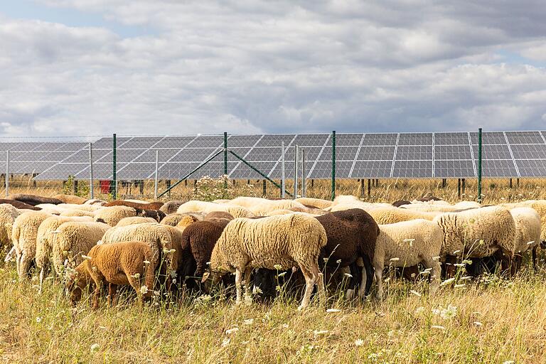 Feste Zäune wie die auf dem Bild um eine Photovoltaikanlage bei Herlheim sind kein sicherer Schutz vor Wölfen. Wenn diese zu einer Schafherde vordringen, droht dort ein Blutbad.