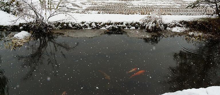 Der Gartenteich muss winterfest gemacht werden, damit die Fische die kalte Jahreszeit gut überstehen.