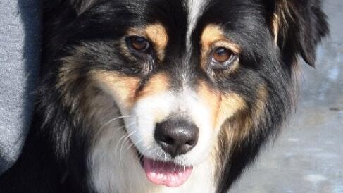 Ist tot: Emi, die dreijährige Australian Shepherd-Hündin des in Vögnitz wohnenden&nbsp; Sulzheimer Bürgermeisters Jürgen Schwab (Sulzheim).