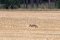 Bauernverband rechnet mit wachsender Zahl von Wolfsrissen.jpeg       -  Ein junger Wolf ist auf einem abgeernteten Feld in Nordsachsen unterwegs. Die Zahl der Raubtiere in Deutschland steigt.