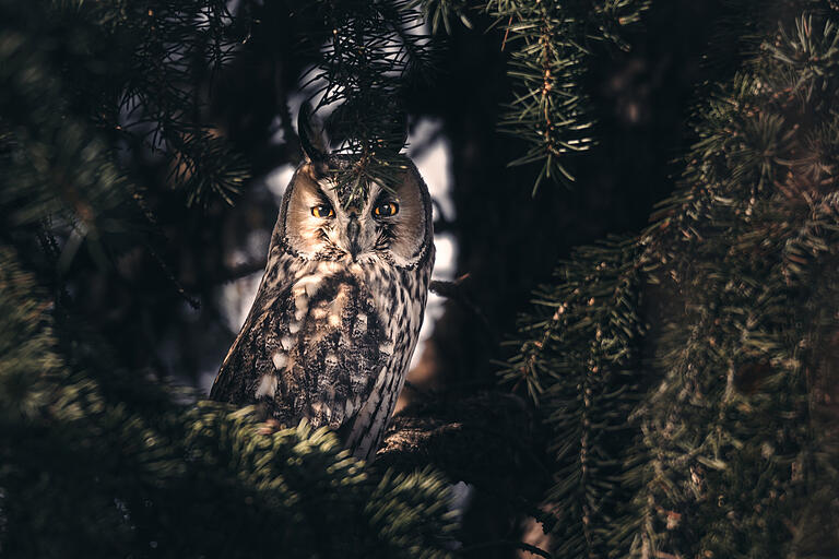 Waldohreulen gehören zu den versteckten Vertretern in der Vogelwelt. Wer sie trotzdem fotografieren möchte, braucht etwas Artwissen: Ab dem Spätherbst finden sie sich zu „Schlafgemeinschaften“ zusammen und sind dann – wie hier in Schwebheim – auch in Siedlungen gut zu beobachten.