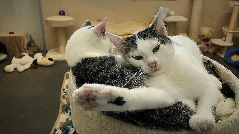 Diesen Katzen im Tierheim geht es gut - anders als vielen herrenlosen Tieren im Landkreis.