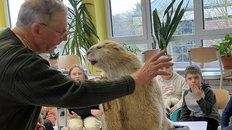 Naturschutzwächter Friedrich Mährlein erklärte die Besonderheiten des Bibers an einem ausgestopften Exemplar.       -  Naturschutzwächter Friedrich Mährlein erklärte die Besonderheiten des Bibers an einem ausgestopften Exemplar.