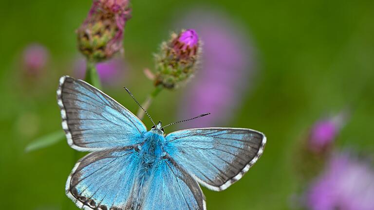 Schmetterling der Art Bläuling       -  Was für ein schöner Schmetterling! Aber welche Art ist es? Die Antwort: sehr wahrscheinlich ein Faulbaum-Bläuling.