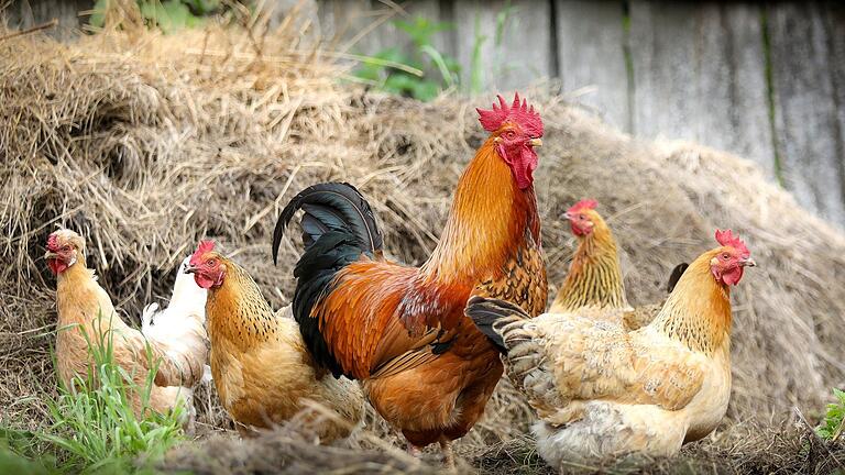 Durch die Einhaltung der verstärkten Biosicherheitsmaßnahmen soll der Kontakt zwischen Wildvögeln und Nutzgeflügel vermieden werden.