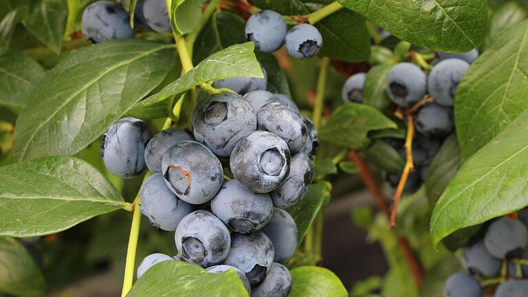 Heidelbeeren sind robust gegenüber Krankheiten – der Boden muß aber passen. Heidelbeeren sind robust gegenüber Krankheiten – der Boden muß aber passen.
