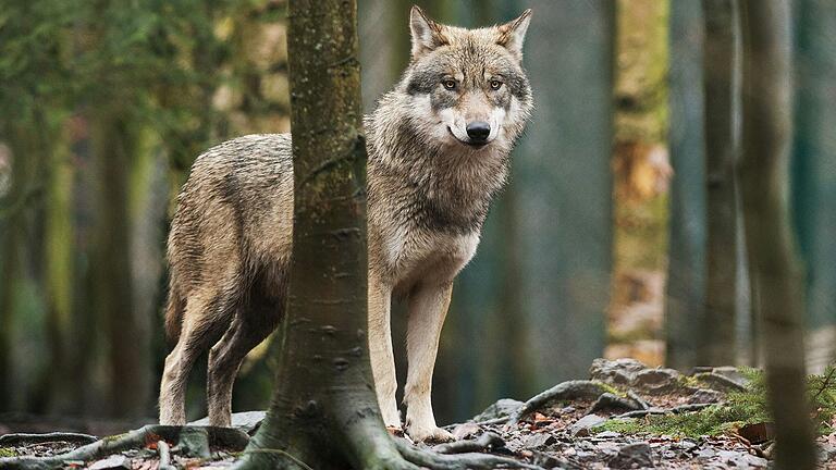 Wolf im Visier: Der von den Behörden genehmigte Abschuss einer Wölfin in der Rhön hat zu regen Diskussionen geführt.