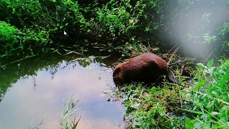 Mit einer Wildkamera haben Mitarbeiter des Gerolzhöfer Stadtbauhofs Gerolzhofen im Juli 2020 einen der am Nützelbach lebenden Biber aufgenommen.