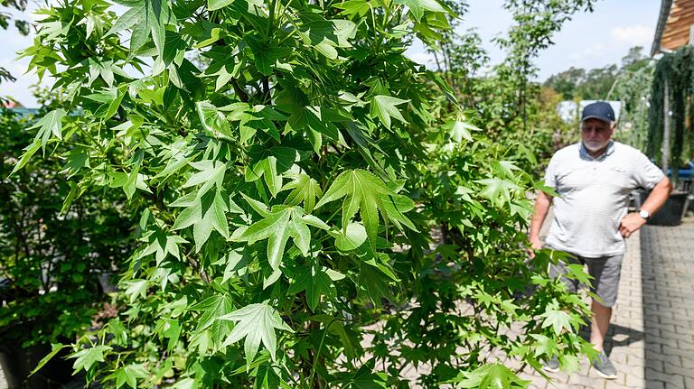 Der Amberbaum hält Hitze gut aus, braucht kaum Wasser und hat eine tolle Herbstfärbung. Der Amberbaum hält Hitze gut aus, braucht kaum Wasser und hat eine tolle Herbstfärbung.