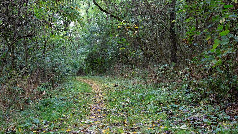 Wanderung am Bullenheimer Berg. Auf dem Rückweg geht die Wanderung durch den Wald. Wanderung am Bullenheimer Berg. Auf dem Rückweg geht die Wanderung durch den Wald.
