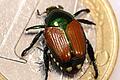 Präparierter Japankäfer (Popillia japonica)       -  In Bayern ist erstmals ein Japankäfer gefunden worden. Bei dem Tier handelt es sich um einen meldepflichtigen Schädling. (Archivbild)