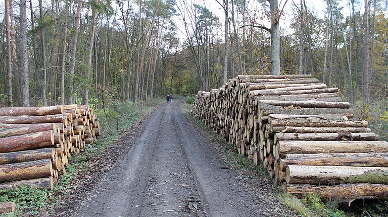 Hunderte Festmeter Holz mussten im Gerolzhöfer Stadtwald im Mahlholz eingeschlagen werden und warten nun auf den Abtransport. Hunderte Festmeter Holz mussten im Gerolzhöfer Stadtwald im Mahlholz eingeschlagen werden und warten nun auf den Abtransport.