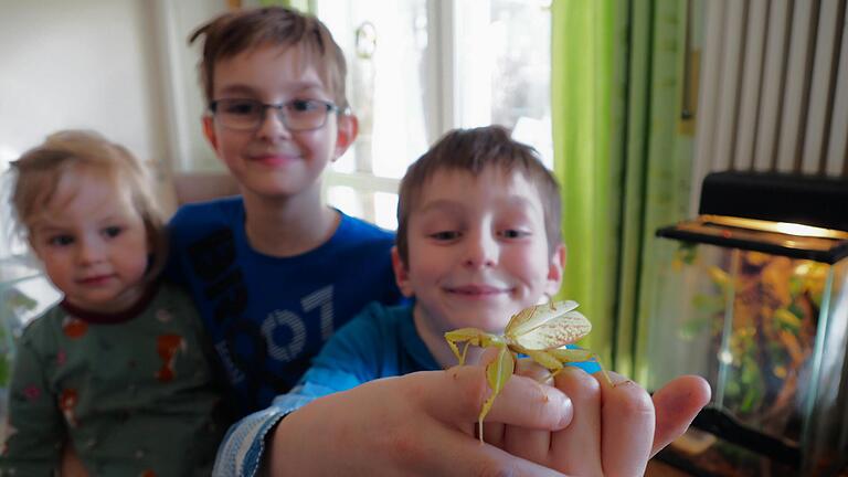 Emilia, Linus und Jonas Hartmann sind stolze Besitzer eines Wandelnden Blatts plus Blatt-Nachwuchs.