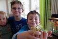 Emilia, Linus und Jonas Hartmann sind stolze Besitzer eines Wandelnden Blatts plus Blatt-Nachwuchs.