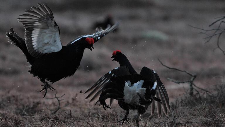 Dem Sieger schenkt das Birkhuhn seine Gunst. Unser Bild zeigt Birkhähne bei der Balz. Es wurde in Schweden aufgenommen. Dorthin war Torsten Kirchner mit seinem Team und Kameraleuten gereist, um Birkwild zu fangen und in die Rhön umzusiedeln.