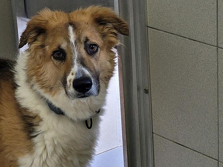Einer der acht Arnsteiner Fundhunde im Tierheim Schwebheim. Einer der acht Arnsteiner Fundhunde im Tierheim Schwebheim.