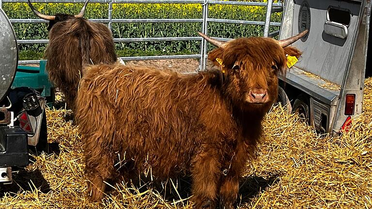 Eine Woche verschollen: Das Hochland-Rind-Kalb der Familie Jahrsdörfer aus Heustreu ist jetzt nach einer Woche zurückgekehrt. Bei diesem süßen Blick werden die Besitzer nicht wirklich böse sein können.