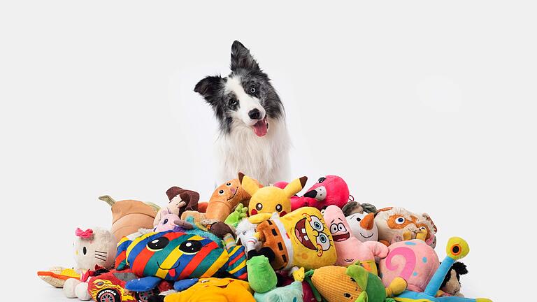 Border Collie 'Max'       -  Border Collie Max nahm an einer Studie mit Spielzeug teil. Auch nach zwei Jahren erinnerte er sich noch an die Begriffe.