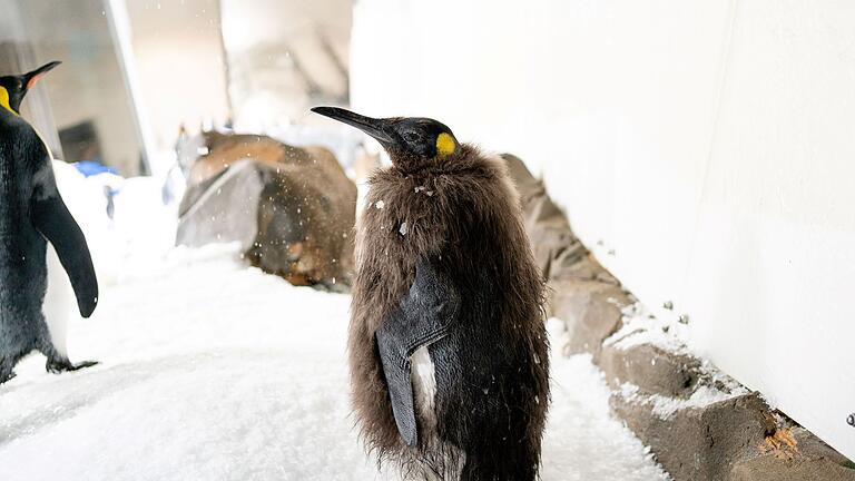 Pinguin-Küken Pesto       -  Pesto trägt bald Frack.