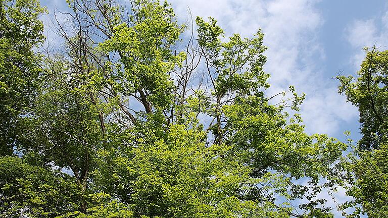 Die lichter werdenden Kronen dieser Hainbuche lassen erkennen, dass es auch dieser Baumart im Hörnauer Wald inzwischen nicht besonders gut geht. Die lichter werdenden Kronen dieser Hainbuche lassen erkennen, dass es auch dieser Baumart im Hörnauer Wald inzwischen nicht besonders gut geht.