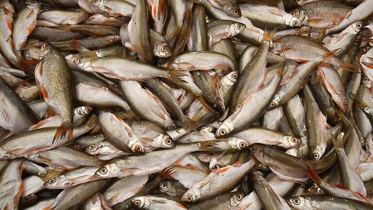 Fertig geputzt ziehen die Meefischli erst mal in die Tiefkühltruhe, damit sie beim Fischmarkt wie fangfrisch schmecken. Fertig geputzt ziehen die Meefischli erst mal in die Tiefkühltruhe, damit sie beim Fischmarkt wie fangfrisch schmecken.