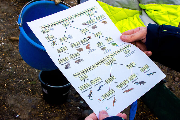 Mit Hilfe eines Handzettels der Unteren Naturschutzbehörde werden stichprobenartig die Amphibienarten erfasst.