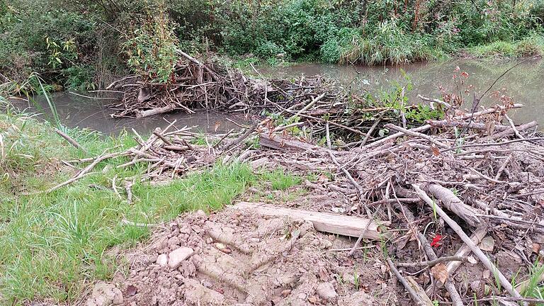 Traktorspuren zeugen davon, dass mutmaßlich ein Landwirt einen Biberbau am Buchenbach nahe der Jägersmühle zwischen Mariabuchen und Hausen rechtswidrig entfernt hat. Die Tiere haben mittlerweile wieder ein neues Bauwerk geschaffen.