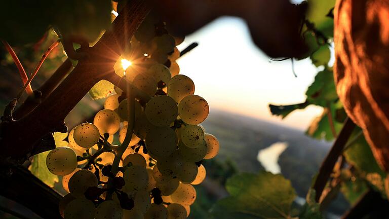 Weintrauben hängen in den Weinbergen der Mainschleife im Sonnenaufgang.