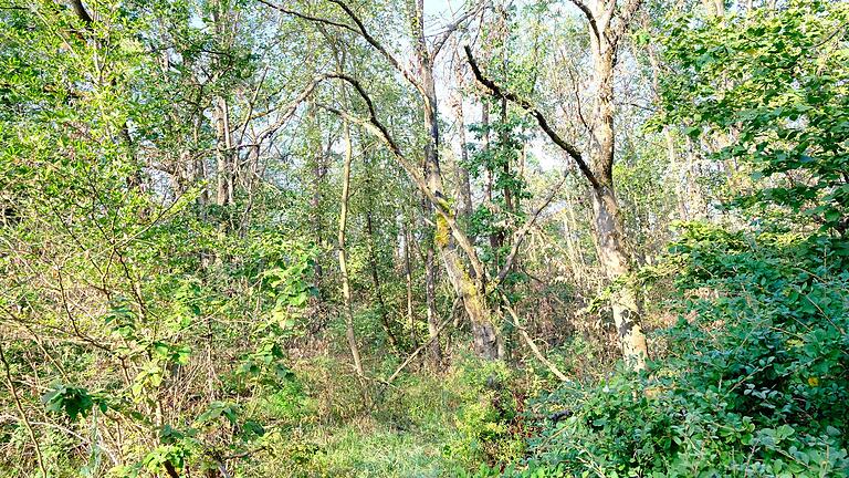 Viele Buchen am Kohlenberg sind bereits abgestorben.&nbsp;&nbsp;