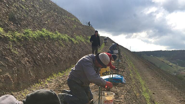 Die Silvaner- und Grauburgunderreben wurden per Hand gepflanzt. - Die Silvaner- und Grauburgunderreben wurden per Hand gepflanzt. Die Silvaner- und Grauburgunderreben wurden per Hand gepflanzt. - Die Silvaner- und Grauburgunderreben wurden per Hand gepflanzt.