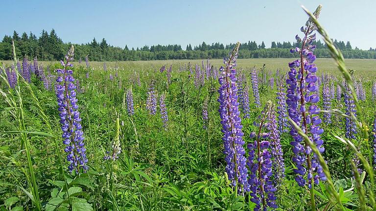 Eines der Kernziele des Landschaftspflegeverbands ist das Zurückdrängen der Lupine in den Hochlagen der Rhön.