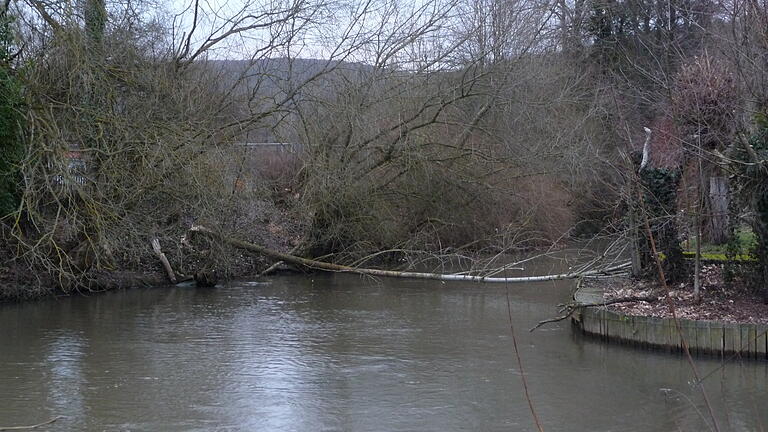 Ende Januar hat der Biber über dem Mühlgraben in Gemünden einen Baum gefällt.