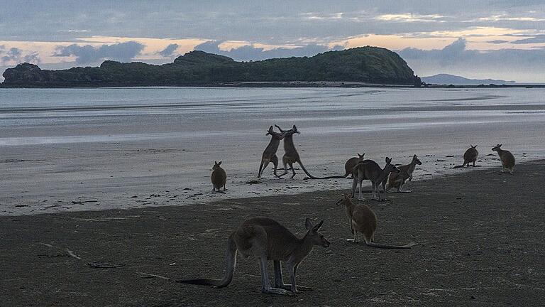 Die ersten am Meer. Früh am Morgen zieht es die Kängurus an die Strände von Australien.