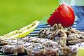 Nicht nur Fleisch: In Schweinfurt wird am Sonntag um die Wette gegrillt. Erstmals wird auch ein vegetarisches Gericht bewertet.
