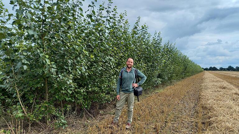 Agroforst-Planer Dr. Philipp Gerhardt an einem einjährigen Pappelstreifen im abgeernteten Getreidefeld.