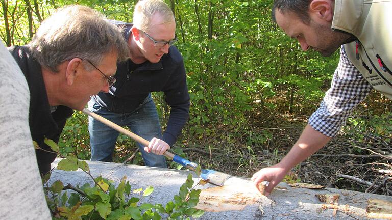 Der Buchenborkenkäfer breitet sich besonders in Trockenjahren aus. Doch er ist nur eine von mehreren Spezies, denn auch andere Baumarten sind betroffen.  Foto: Winfried Ehling       -  Der Buchenborkenkäfer breitet sich besonders in Trockenjahren aus. Doch er ist nur eine von mehreren Spezies, denn auch andere Baumarten sind betroffen.  Foto: Winfried Ehling