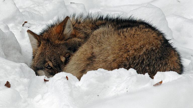 Eine Wölfin hat in der Thüringer Rhön fünf Wolfshybriden – Wolf-Hund-Mischlinge – zur Welt gebracht. Diese sollen geschossen werden. Das Symbolbild zeigt einen Wolf im Bayerischen Wald.