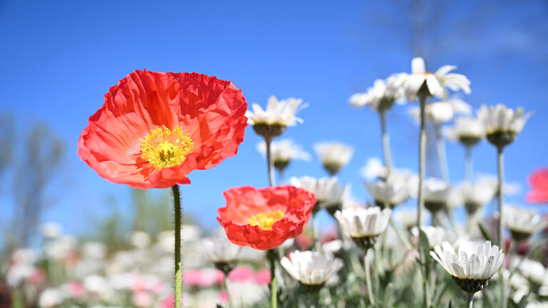 Blumenpracht bei der Landesgartenschau.jpeg       -  Prächtige Blumenbeete gehören zu einer gelungen Landesgartenschau dazu.