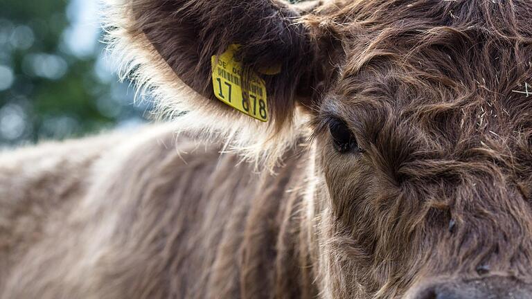 Galloways gelten als widerstandsfähig und äußerst schmackhaft. Die schottische Rinderrasse ist auch in der Rhön zuhause. Foto: Alexander Martin/www.chasinglight.de       -  Galloways gelten als widerstandsfähig und äußerst schmackhaft. Die schottische Rinderrasse ist auch in der Rhön zuhause. Foto: Alexander Martin/www.chasinglight.de