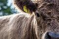 Galloways gelten als widerstandsfähig und äußerst schmackhaft. Die schottische Rinderrasse ist auch in der Rhön zuhause. Foto: Alexander Martin/www.chasinglight.de       -  Galloways gelten als widerstandsfähig und äußerst schmackhaft. Die schottische Rinderrasse ist auch in der Rhön zuhause. Foto: Alexander Martin/www.chasinglight.de