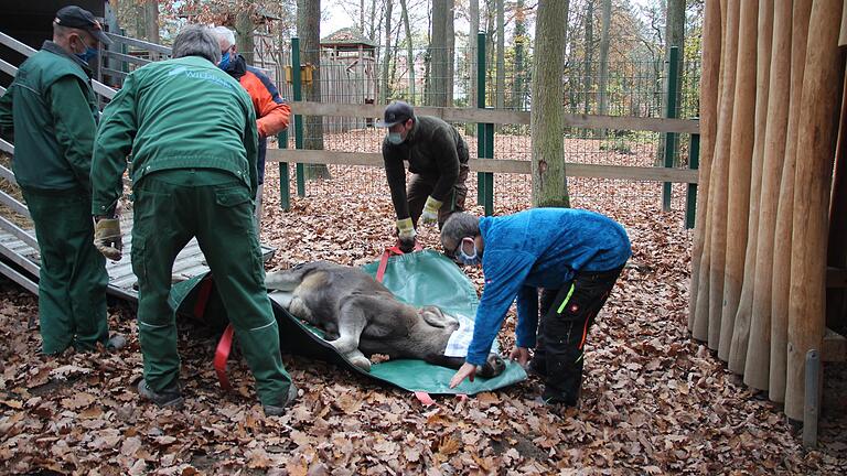 Die im Mai im Schweinfurter Wildpark geborenen Elch-Zwillinge sind umgezogen nach Mecklenburg-Vorpommern. Um sie in den Transporter zu bringen, wurden sie betäubt.&nbsp;&nbsp;