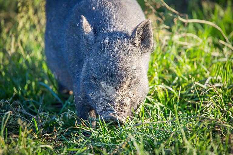 Glückliche Schweine auf der Weide. Foto: Patty Varasano