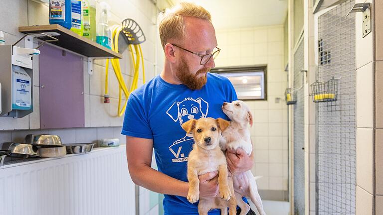 Maxim Iochim, Tierpfleger und Pressesprecher des Tierheims Würzburg, mit zwei Hundewelpen.