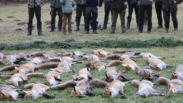 Laut PETA wurde in der Jagdsaison 2020/21 deutschlandweit fast eine halbe Million Füchse erlegt (hier ein Symbolbild). Jägerinnen und Jäger halten die Begrenzung der Fuchspopulation für dringend nötig. Laut PETA wurde in der Jagdsaison 2020/21 deutschlandweit fast eine halbe Million Füchse erlegt (hier ein Symbolbild). Jägerinnen und Jäger halten die Begrenzung der Fuchspopulation für dringend nötig.