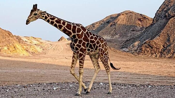 Für die Giraffen wird Gras von der Nachbarinsel angefahren.