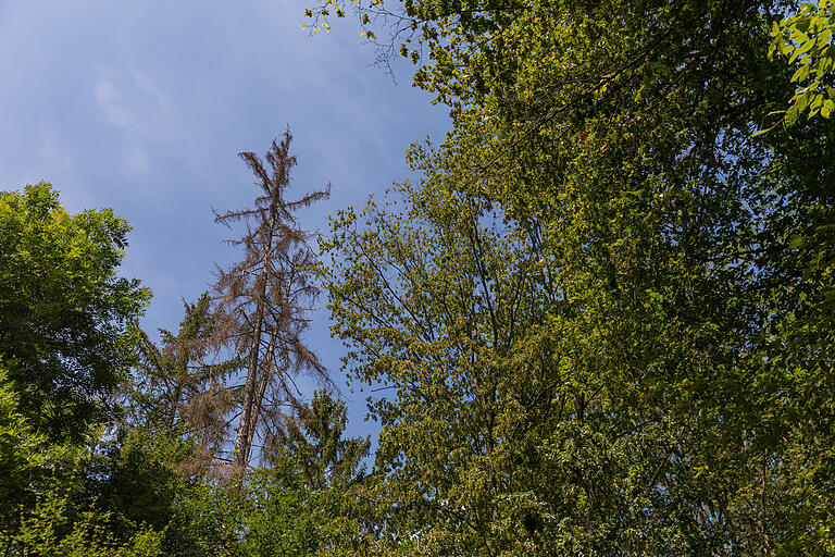 Die Auswirkungen des Klimawandels: Im Stadtwald sieht man tote Bäume. Die Auswirkungen des Klimawandels: Im Stadtwald sieht man tote Bäume. 