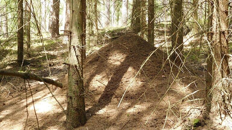 Waldameisen sind bekannt für ihre teils hohen Nestbauten. Von ursprünglich acht in der Region Würzburg heimischen hügelbauenden Waldameisen sind nur noch drei zu finden.