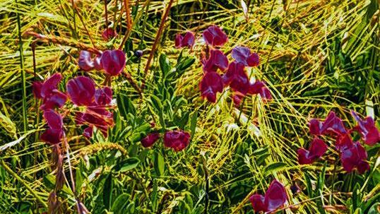 Leuchtpunkte: Im Naturschutzgebiet &bdquo;Staffelberg&ldquo; wachsen Wicken am Feldrand.