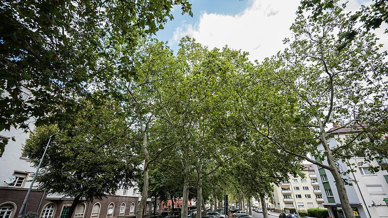 Bäume in Mainz       -  Besonders alte Bäume können laut Umwelthilfe für Abkühlung in den Städten sorgen. (Archivbild)