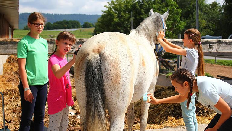 Geduldig und mit viel Gefühl striegeln die Ferienpassmädchen ein Pferd auf dem Zykloopenhof in Mainbernheim.